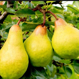 Груша Бере зимняя Мичурина