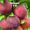 Комплект 5шт / Алыча Несмеяна (Ранняя/Красная): фото и описание
