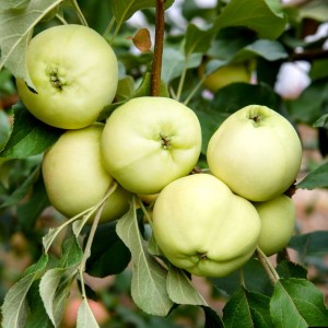 Яблоня Белое летнее